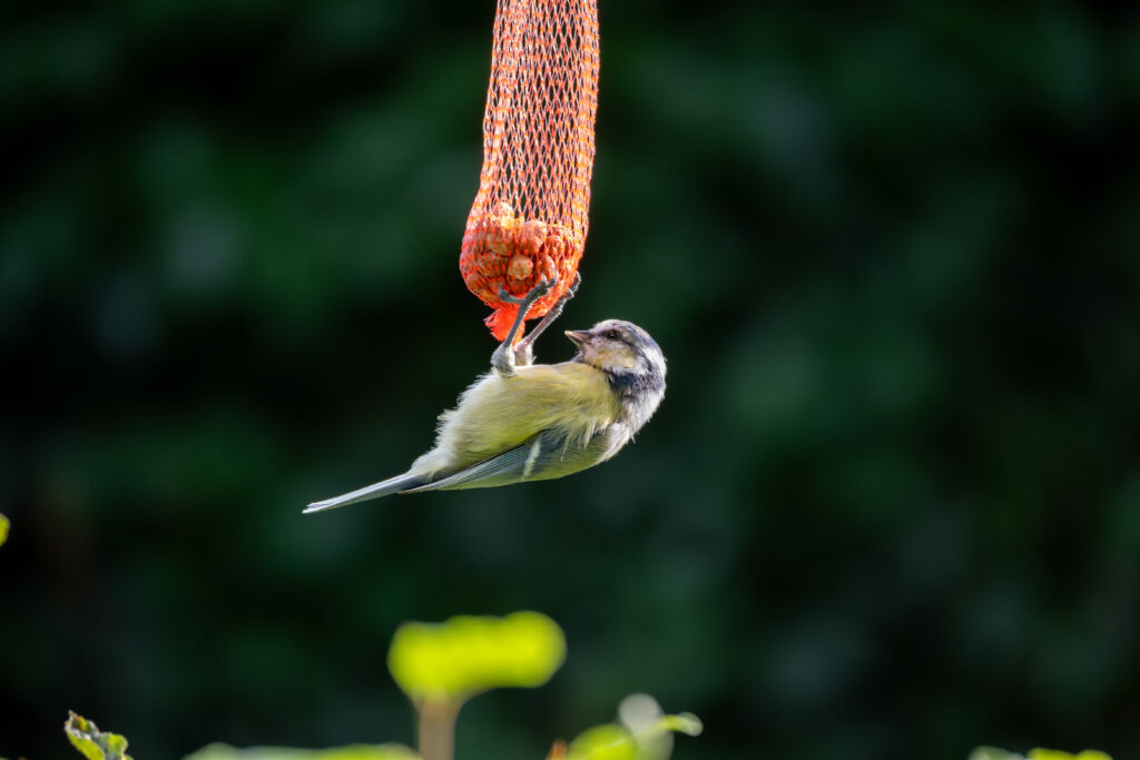 DSC_4289-Enhanced-NR