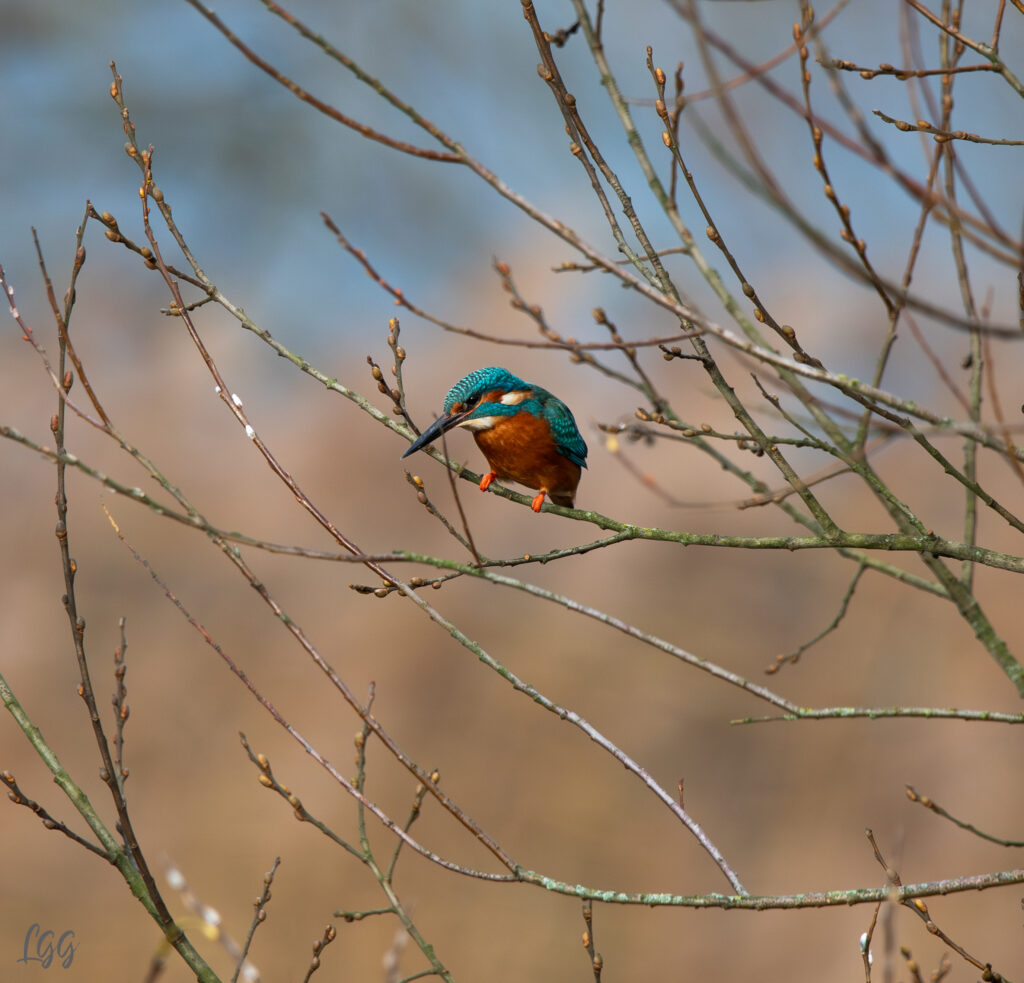 Z62_3347-Enhanced-NR-3